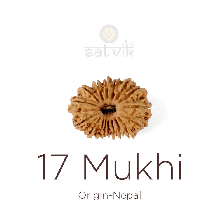17 Mukhi Rudraksha bead natural Nepali seventeen face Rudraksha. India's Most Authentic  Lab & X-ray Certified Rudraksha Collection – Rudrapure.com