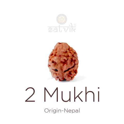 2 Mukhi Rudraksha bead natural Nepali 16.90mm two face Rudraksha. India's Most Authentic  Lab & X-ray Certified Rudraksha Collection – Rudrapure.com